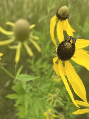 Andrena rudbeckiae