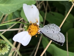 Celastrina lavendularis himilcon