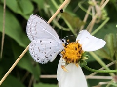 Celastrina lavendularis himilcon