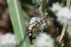 Phyciodes picta