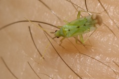 Macrolophus costalis