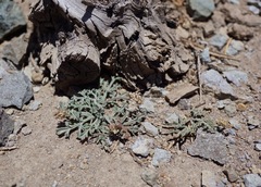 Lomatium nevadense nevadense