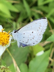 Celastrina lavendularis himilcon