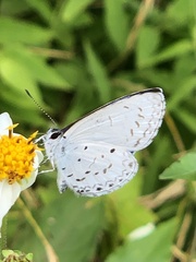 Celastrina lavendularis himilcon