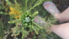 Salsola collina