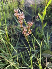 Juncus nevadensis