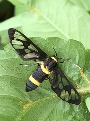 Amata fortunei