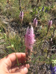 Veronica spicata bashkiriensis