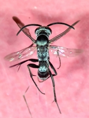 Aculeata