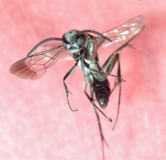 Aculeata