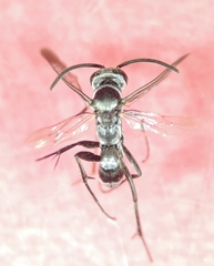 Aculeata