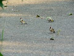 Carduelis carduelis
