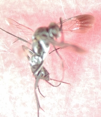 Aculeata
