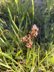 Juncus nevadensis