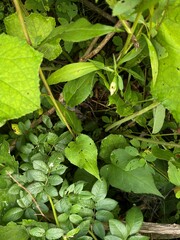 Eurybia schreberi