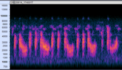 Prionops plumatus poliocephalus