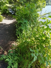 Elymus hirsutus