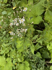 Eurybia schreberi
