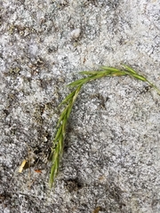 Elymus hirsutus
