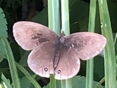 Ypthima multistriata