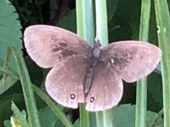 Ypthima multistriata