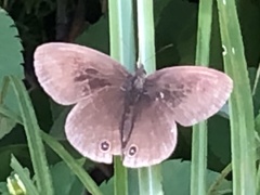 Ypthima multistriata