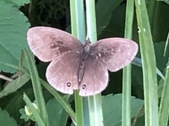 Ypthima multistriata