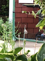 Passer domesticus