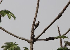 Melanerpes aurifrons
