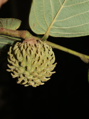 Annona holosericea