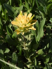 Castilleja christii