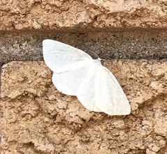 Lomographa vestaliata