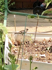 Passer domesticus