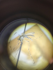 Aedes melanimon