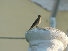 Muscicapa striata