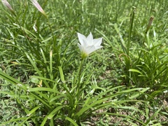 Zephyranthes puertoricensis