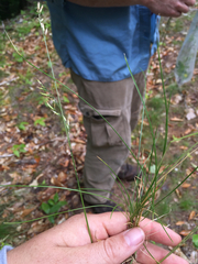 Festuca trachyphylla
