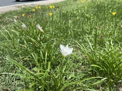 Zephyranthes puertoricensis