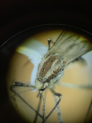 Aedes melanimon