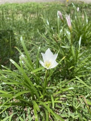 Zephyranthes puertoricensis