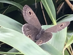 Ypthima multistriata