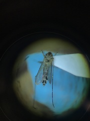 Aedes melanimon