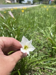 Zephyranthes puertoricensis