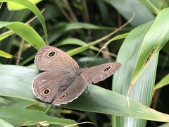 Ypthima multistriata