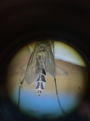 Aedes melanimon