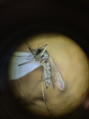 Aedes melanimon