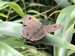 Ypthima multistriata