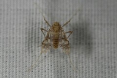 Psectrotanypus dyari