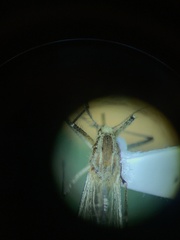 Aedes melanimon