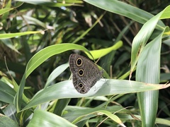 Ypthima multistriata